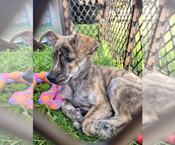 Medium Photo #1 Pomsky Puppy For Sale in New London, WI, USA