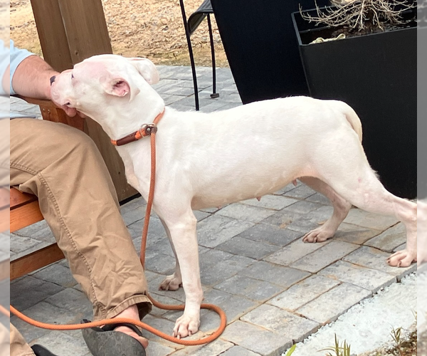 Medium Photo #2 American Bulldog-Unknown Mix Puppy For Sale in Decatur, GA, USA
