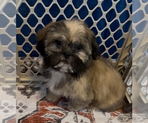 Shih Tzu Puppy for sale in GUTHRIE, KY, USA
