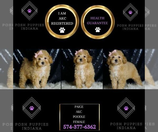 Medium Photo #2 Poodle (Miniature) Puppy For Sale in WARSAW, IN, USA