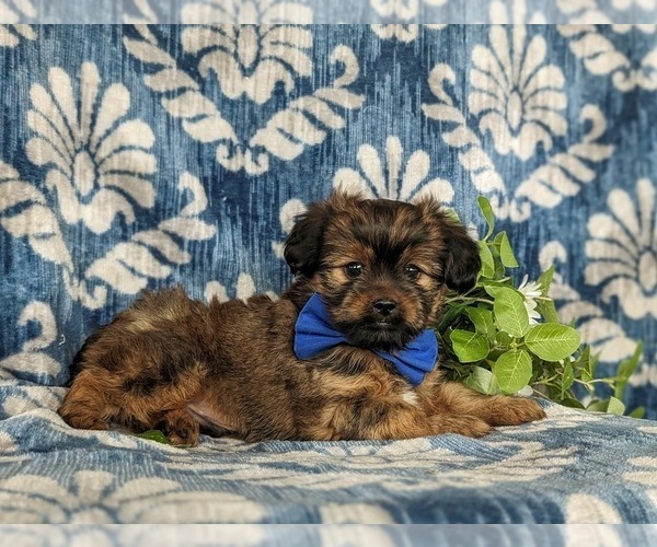 Medium Photo #4 Shorkie Tzu Puppy For Sale in KIRKWOOD, PA, USA