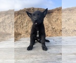 Small Photo #6 Belgian Malinois Puppy For Sale in SAN DIEGO, CA, USA