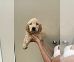 Puppy Captain Golden Retriever