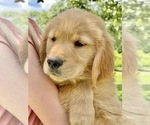Small Photo #21 Golden Retriever Puppy For Sale in WOODSTOCK, CT, USA