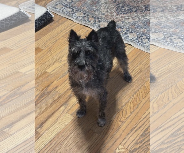 Medium Photo #1 - Mix Puppy For Sale in Holly Springs, NC, USA