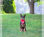 Small #5 Feist Terrier Mix