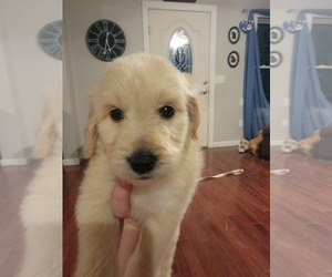 Goldendoodle Puppy for sale in TROY, MO, USA