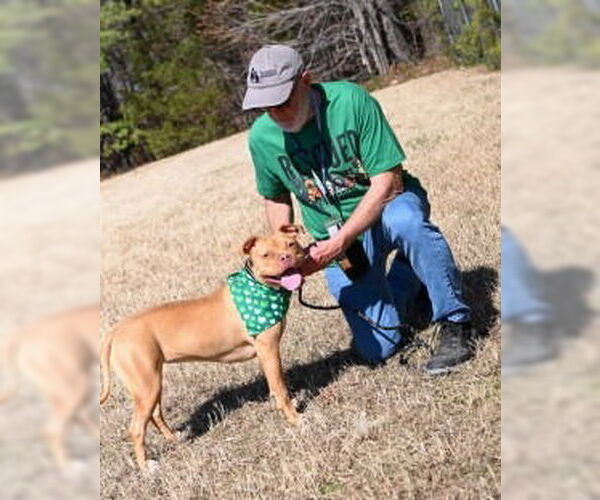 Medium Photo #10 Mutt Puppy For Sale in Glen Allen, VA, USA