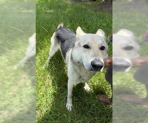 German Shepherd Dog Dogs for adoption in Houston, TX, USA