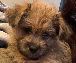 YorkiePoo Puppy for sale in VERNON, NJ, USA