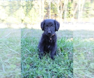 Gollie Puppy for sale in KINGSPORT, TN, USA