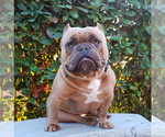 Small Photo #11 American Bully Puppy For Sale in PASCO, WA, USA