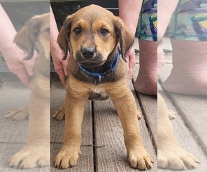 Airedale Terrier-Mastador Mix Puppy for sale in HUNTINGTON, IN, USA