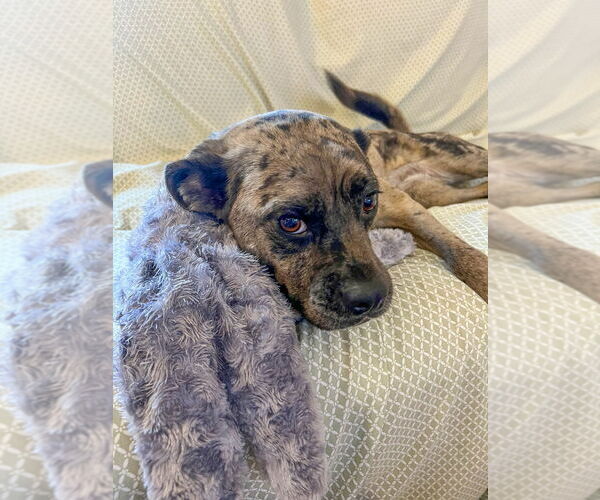 Medium Photo #3 Mutt Puppy For Sale in Minneapolis, MN, USA