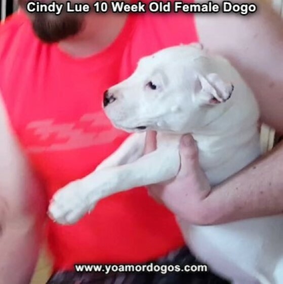 Medium Photo #101 Dogo Argentino Puppy For Sale in PINEVILLE, MO, USA