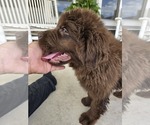 Small Photo #106 Newfoundland Puppy For Sale in TILTON, IL, USA