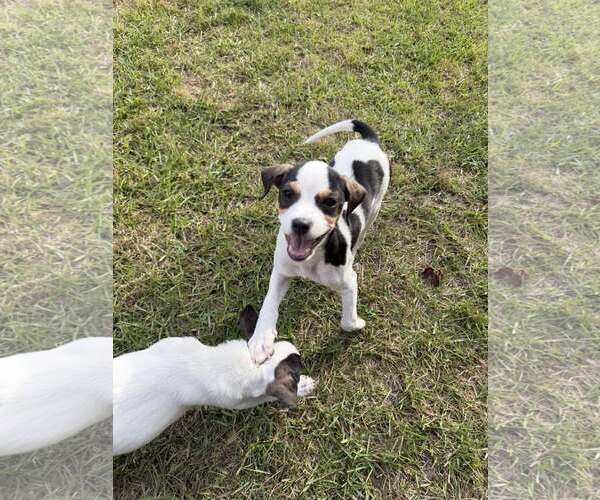 Medium Photo #2 Mutt Puppy For Sale in Greenville, SC, USA