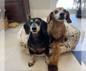 Dachshund Dogs for adoption in Weston, FL, USA