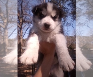 Siberian Husky Puppy for sale in FLORENCE, SC, USA