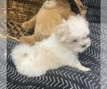 Puppy 1 Maltese