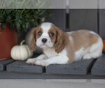 Puppy Lyla Cavalier King Charles Spaniel
