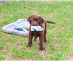 Small #4 Labrador Retriever