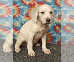 Small #5 Labrador Retriever Mix