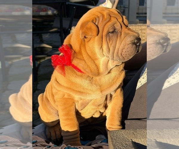 Medium Photo #3 Chinese Shar-Pei Puppy For Sale in SAN MARCOS, CA, USA