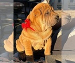 Puppy Puppy 2 Chinese Shar-Pei