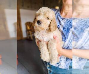 Poodle (Standard) Puppy for Sale in WAGENER, South Carolina USA