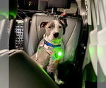 Small #4 American Staffordshire Terrier Mix