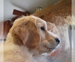 Small Photo #4 Golden Retriever Puppy For Sale in BLUE EARTH, MN, USA
