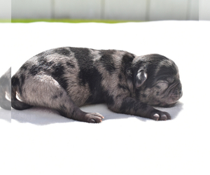 Pug Puppy for sale in PALM COAST, FL, USA
