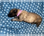 Small Photo #247 Belgian Malinois Puppy For Sale in REESEVILLE, WI, USA