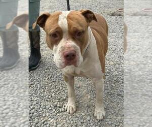 American Pit Bull Terrier-Unknown Mix Dogs for adoption in Woodland, CA, USA