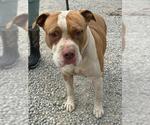 KRATOS - Male American Pit Bull Terrier-Unknown Mix Dog for Adoption - Small photo