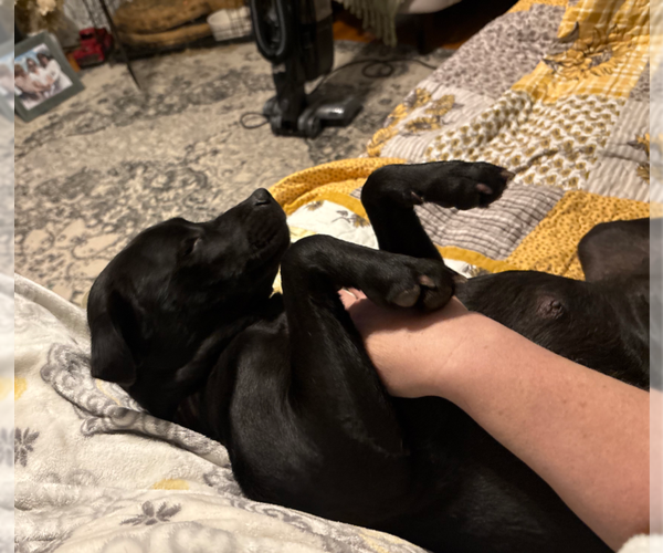 Medium Photo #11 American Staffordshire Terrier-Labrador Retriever Mix Puppy For Sale in Holly Springs, NC, USA