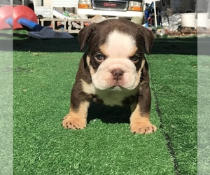 English Bulldog Puppy for sale in NEW CASTLE, PA, USA