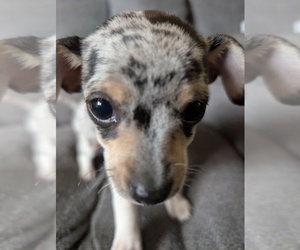 Medium Chiweenie