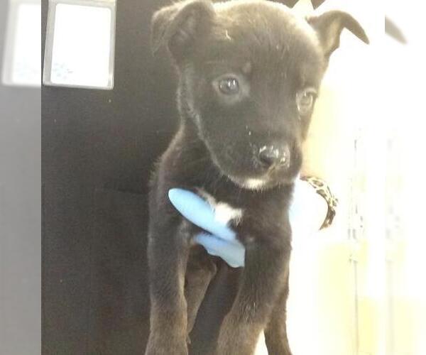Medium Photo #2 Mutt Puppy For Sale in Riverside, CA, USA