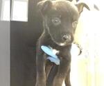 Small #1 Mutt