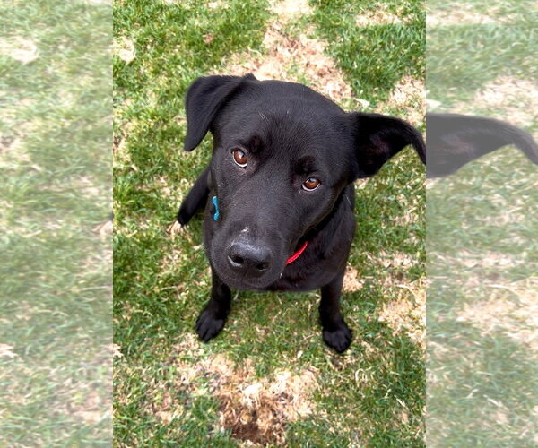 Medium Photo #1 Mutt Puppy For Sale in Plainfield, IL, USA