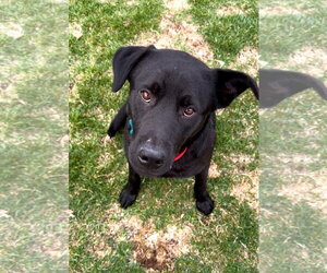 Mutt Dogs for adoption in Plainfield, IL, USA