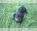 Small Photo #3 Rottweiler Puppy For Sale in MABLETON, GA, USA