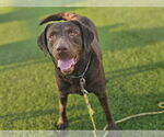 Small Labrador Retriever