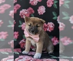 Small Photo #6 Shiba Inu Puppy For Sale in ATGLEN, PA, USA