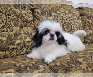 Shih Tzu Puppy for sale in PARMA, ID, USA