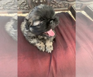Pekingese Puppy for sale in WILLIAMSBURG, VA, USA