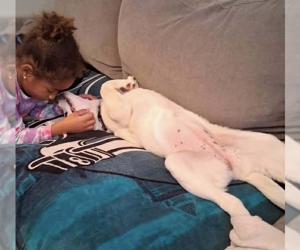 Medium Photo #3 Beagle-Unknown Mix Puppy For Sale in Roxboro, NC, USA