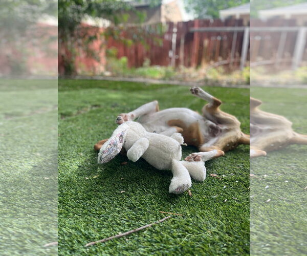 Medium Photo #6 Mutt Puppy For Sale in Sandy, UT, USA